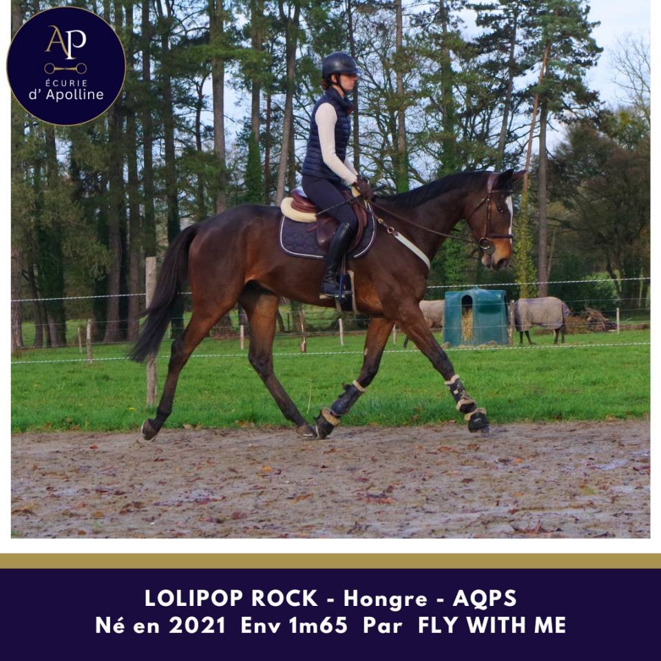 Gelding AQPS For sale 2021 Bay