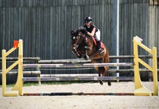 Mare French Saddle Pony For sale 2017 Bay