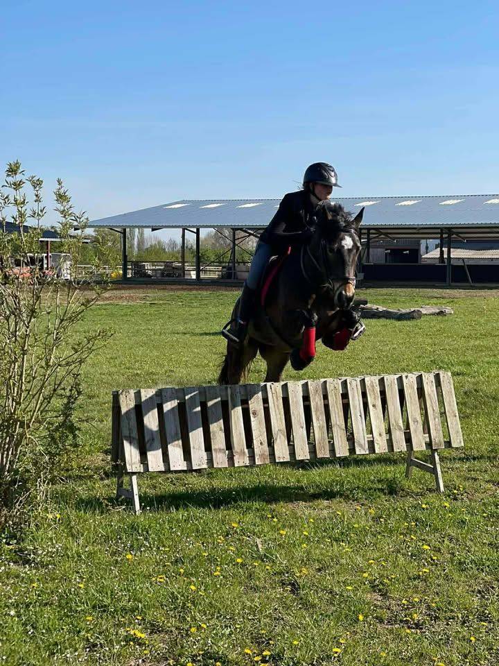 Mare French Saddle Pony For sale 2017 Bay