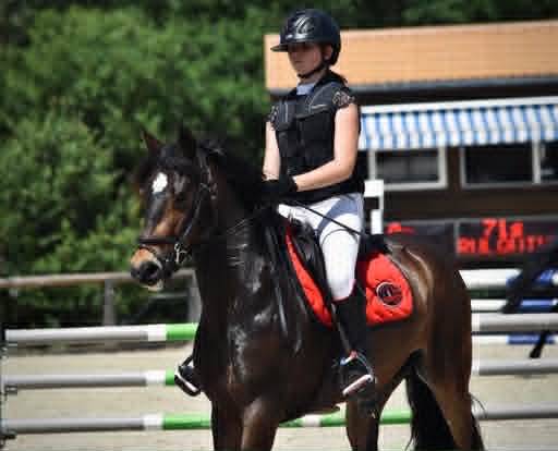 Mare French Saddle Pony For sale 2017 Bay