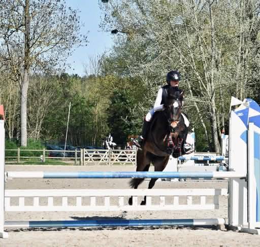 Mare French Saddle Pony For sale 2017 Bay