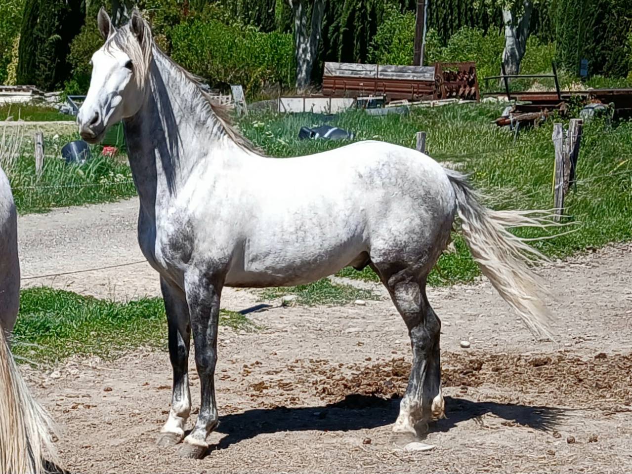 Gelding Spanish Barb  For sale 2020 Grey