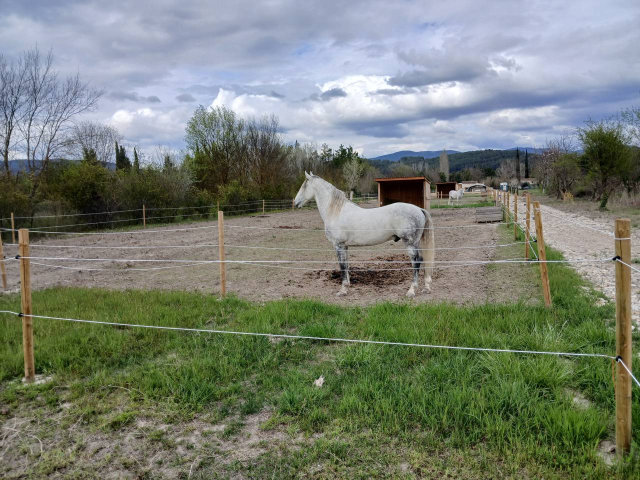 Gelding Spanish Barb  For sale 2020 Grey