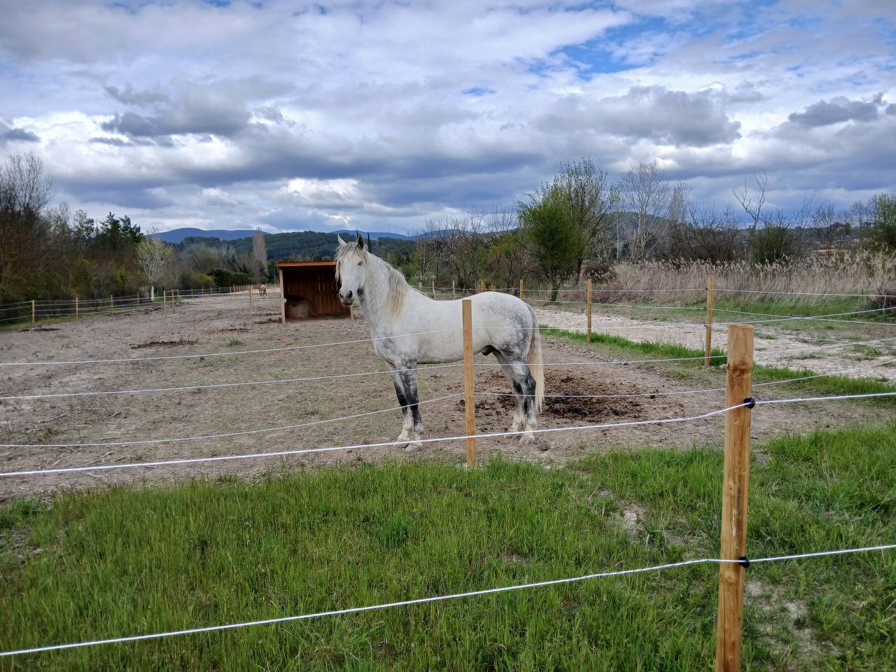 Gelding Spanish Barb  For sale 2020 Grey