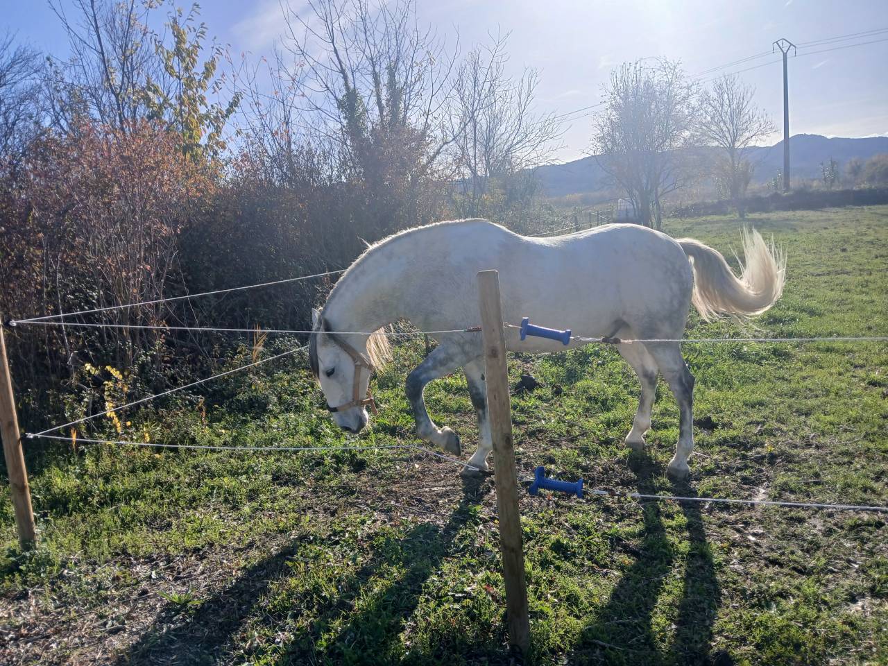 Gelding Spanish Barb  For sale 2020 Grey