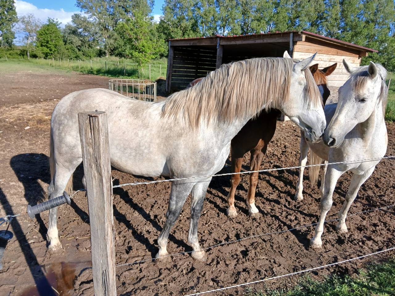 Gelding Spanish Barb  For sale 2020 Grey