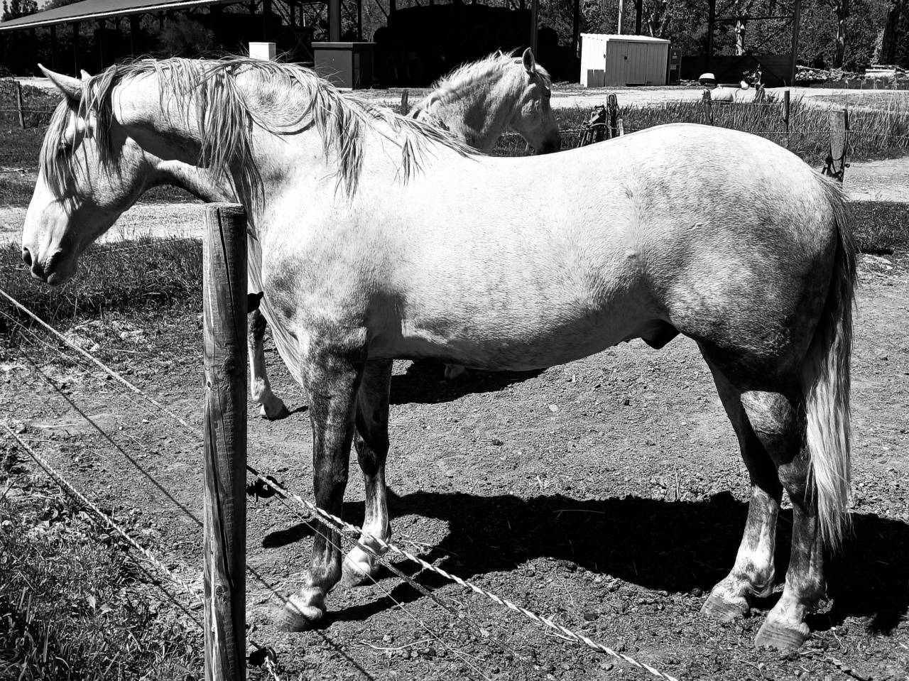 Gelding Spanish Barb  For sale 2020 Grey