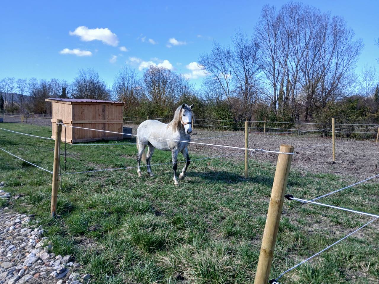 Gelding Spanish Barb  For sale 2020 Grey