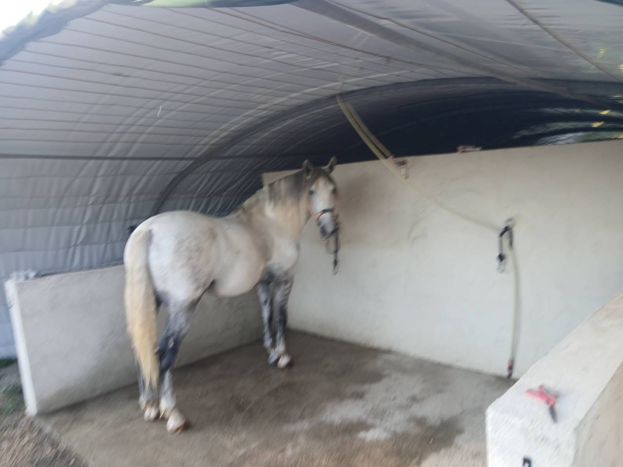 Gelding Spanish Barb  For sale 2020 Grey