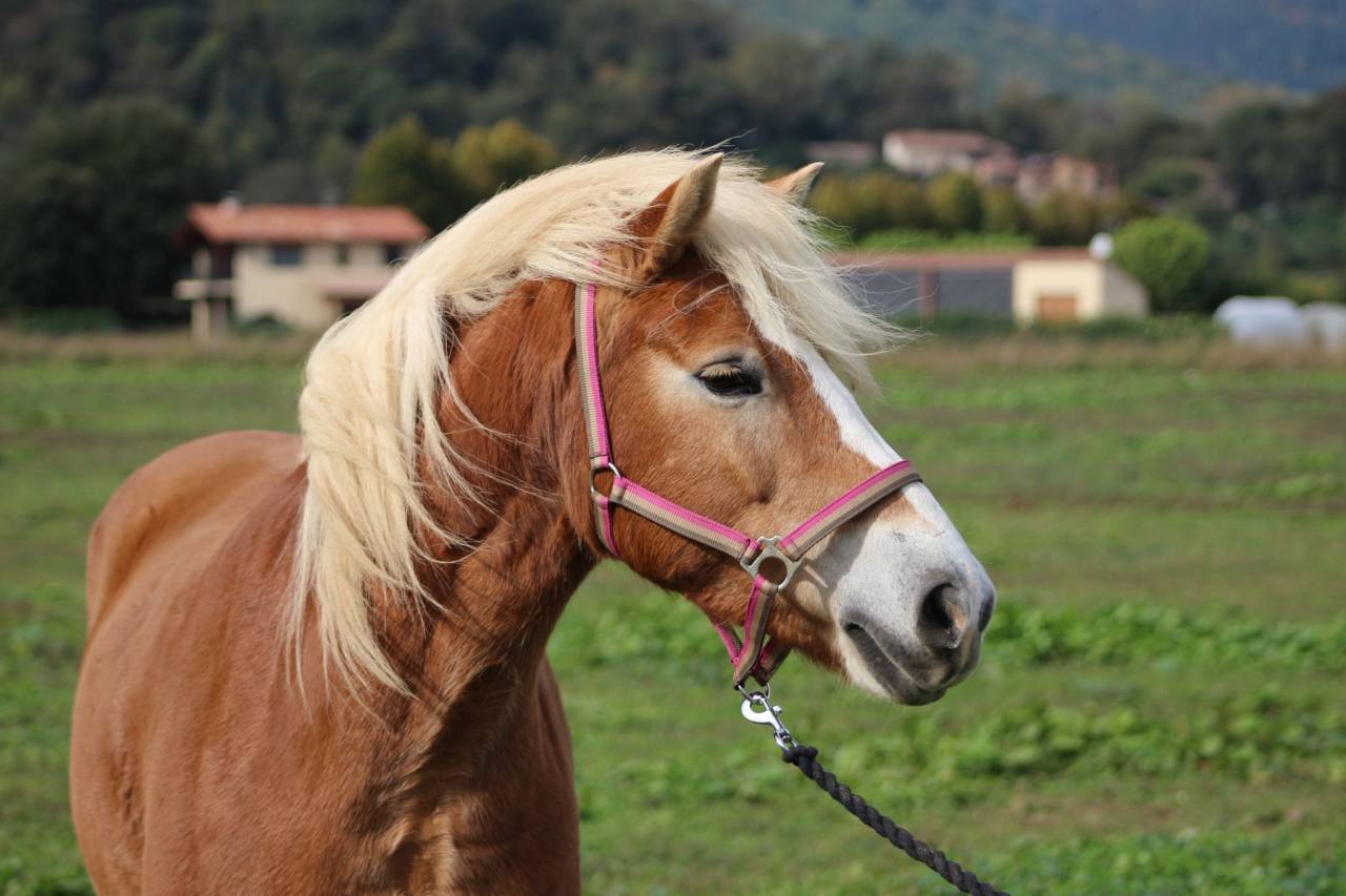 Mare Haflinger For sale 2018 Palomino