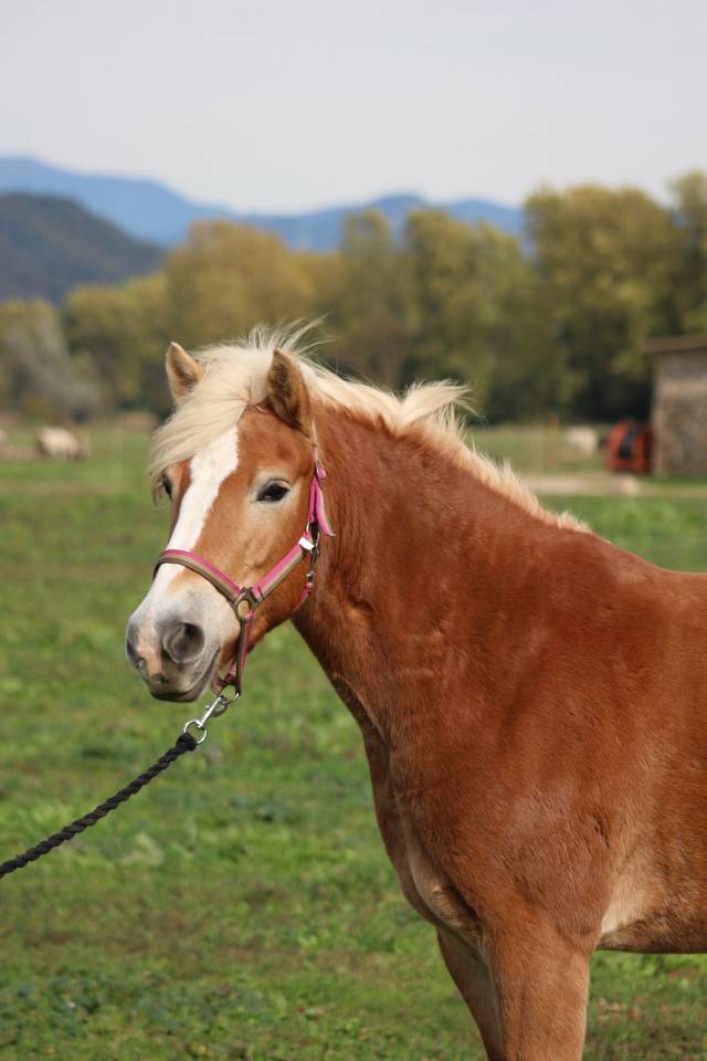Mare Haflinger For sale 2018 Palomino