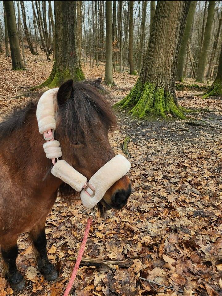Mare Shetland Pony Part-Livery 2008 Roan