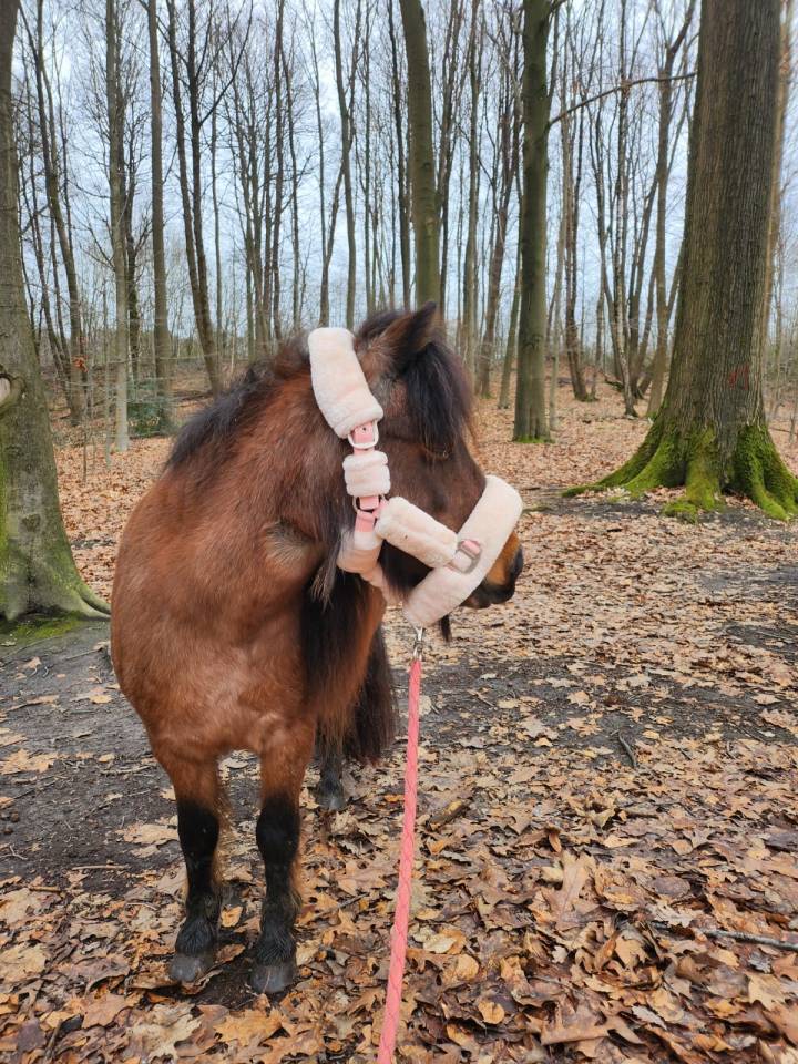 Mare Shetland Pony Part-Livery 2008 Roan