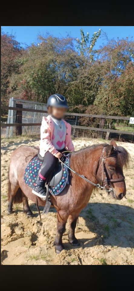 Mare Shetland Pony Part-Livery 2008 Roan