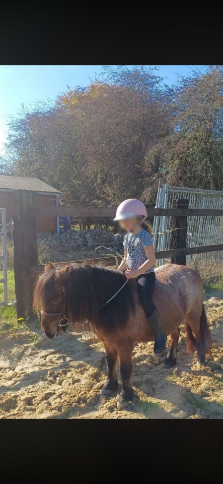 Mare Shetland Pony Part-Livery 2008 Roan