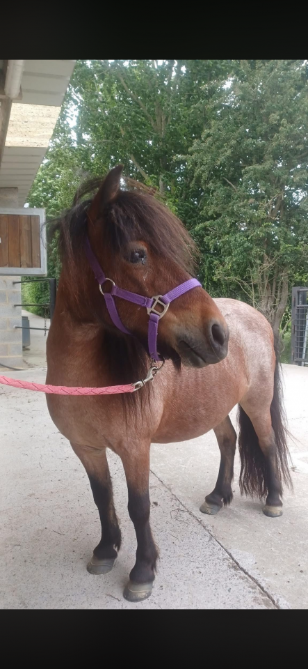 Mare Shetland Pony Part-Livery 2008 Roan