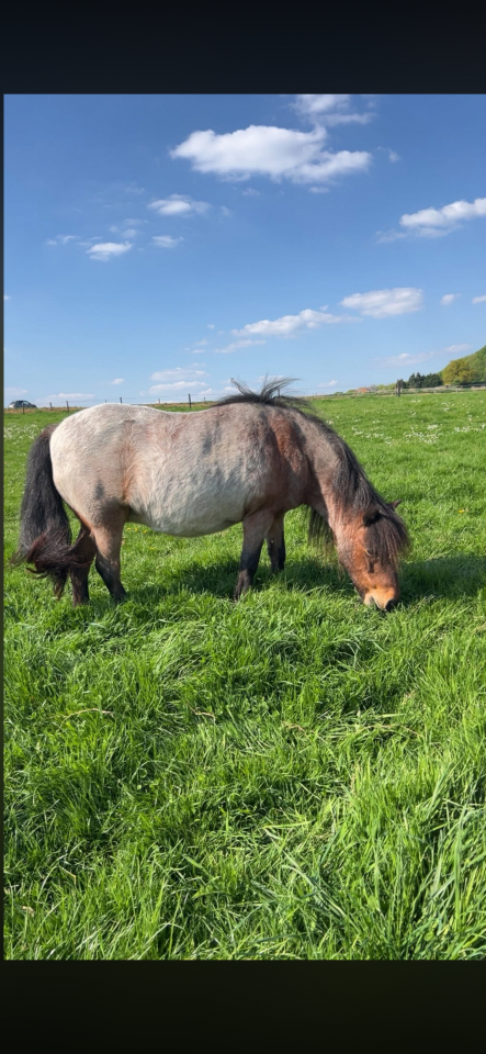 Mare Shetland Pony Part-Livery 2008 Roan