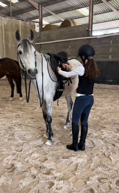 Mare Origin Recorded For sale 2017 Grey