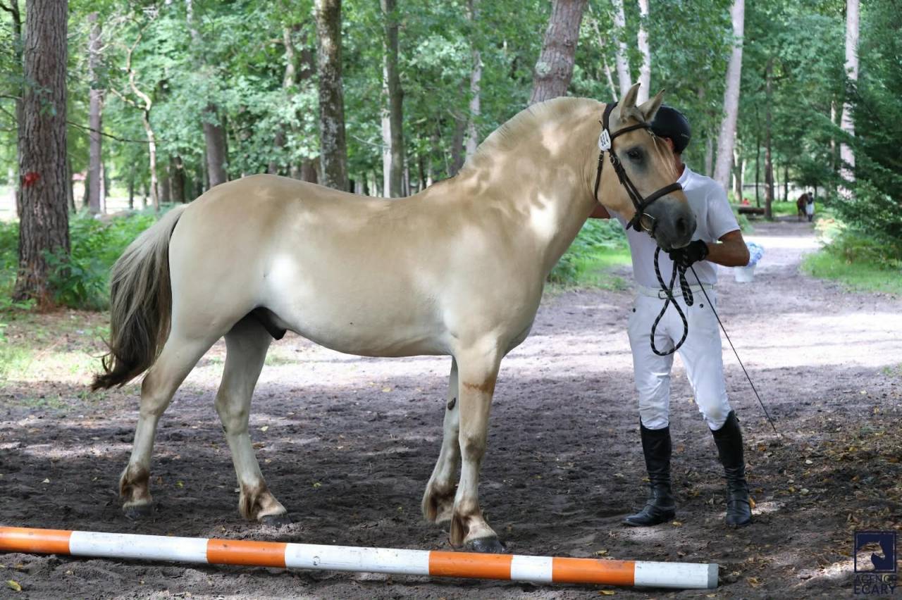Gelding Fjord For sale 2022 Buckskin