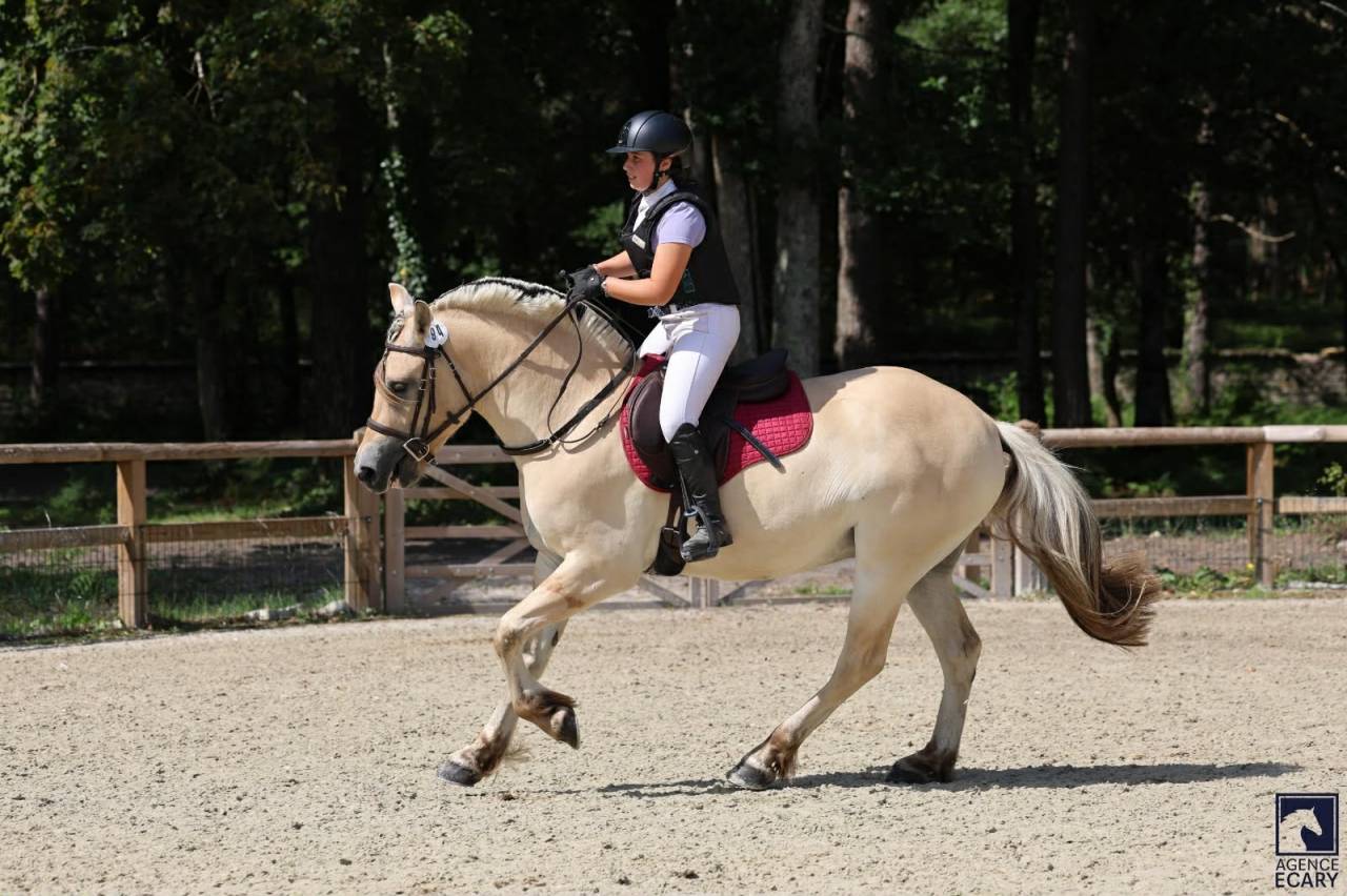 Gelding Fjord For sale 2022 Buckskin