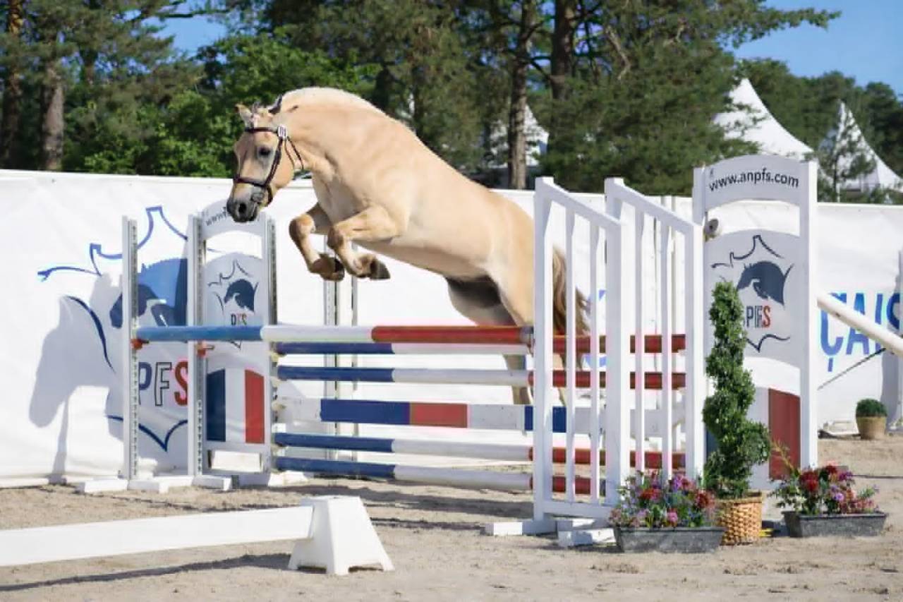 Gelding Fjord For sale 2022 Buckskin