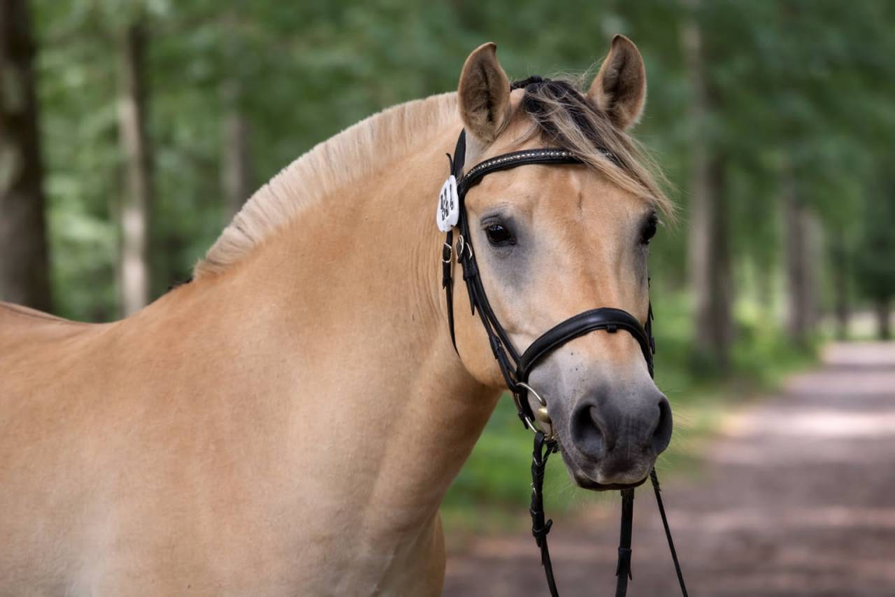 Gelding Fjord For sale 2022 Buckskin