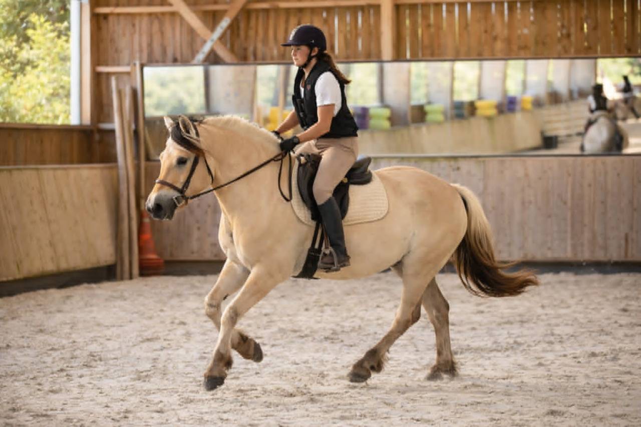 Gelding Fjord For sale 2022 Buckskin