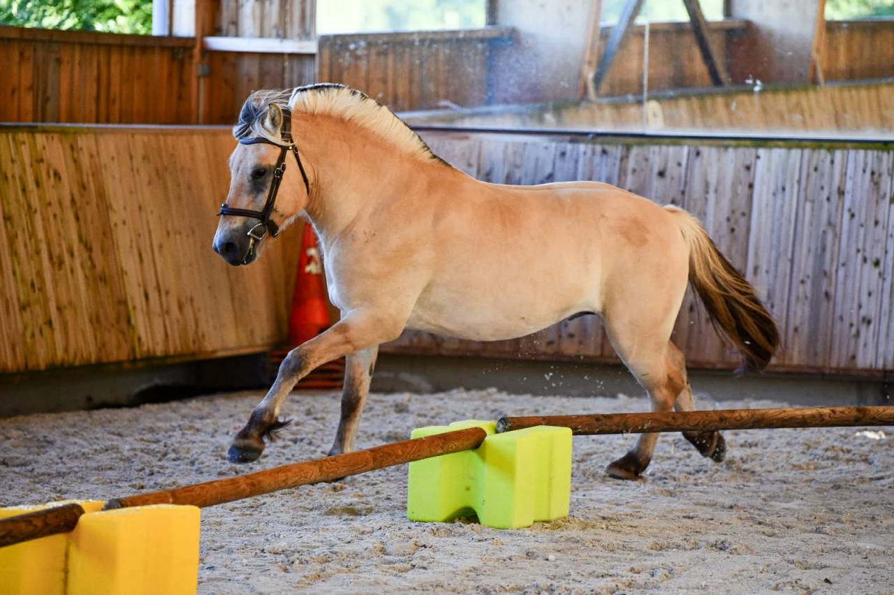 Gelding Fjord For sale 2022 Buckskin
