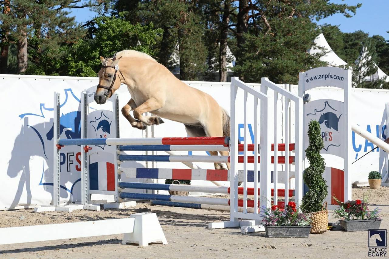 Gelding Fjord For sale 2022 Buckskin