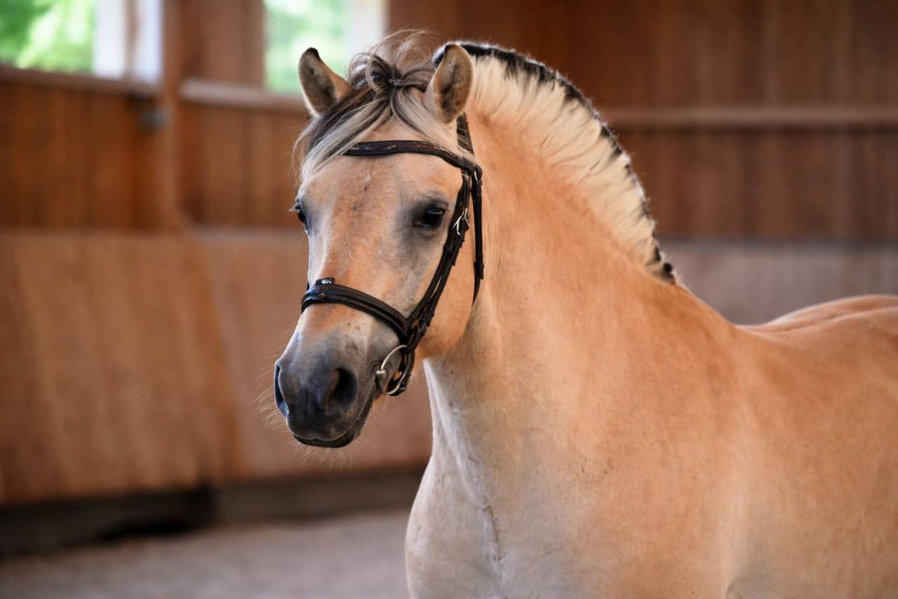 Gelding Fjord For sale 2022 Buckskin