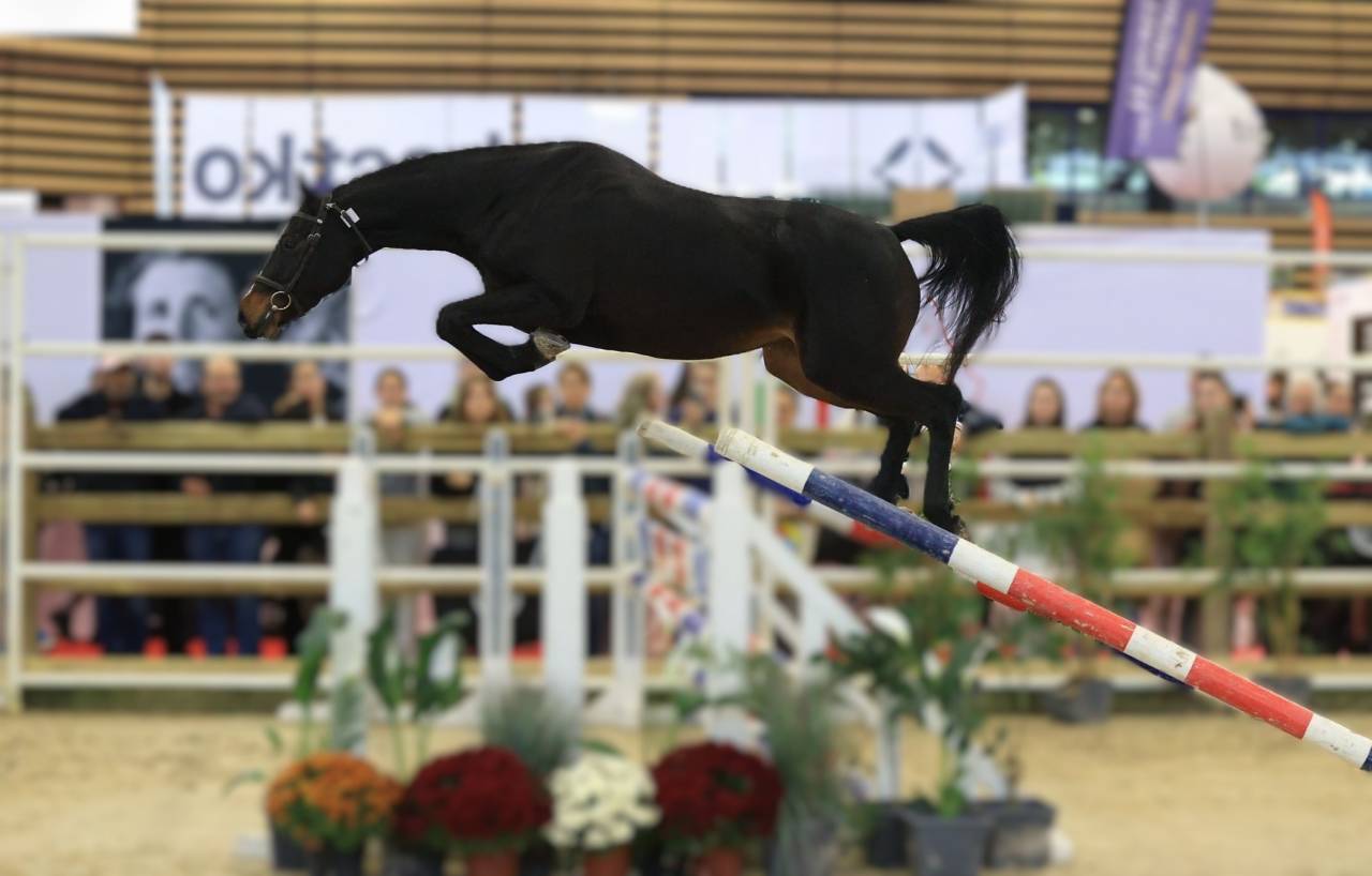 Mare Selle Fran&ccedil;ais For sale 2022 Dark Bay