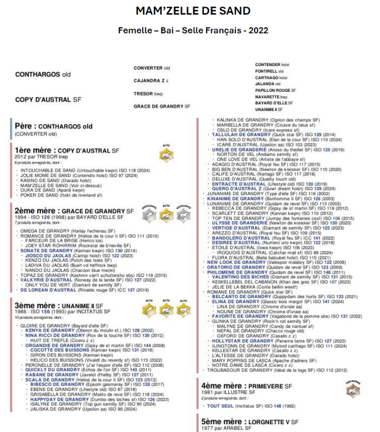 Mare Selle Fran&ccedil;ais For sale 2022 Dark Bay