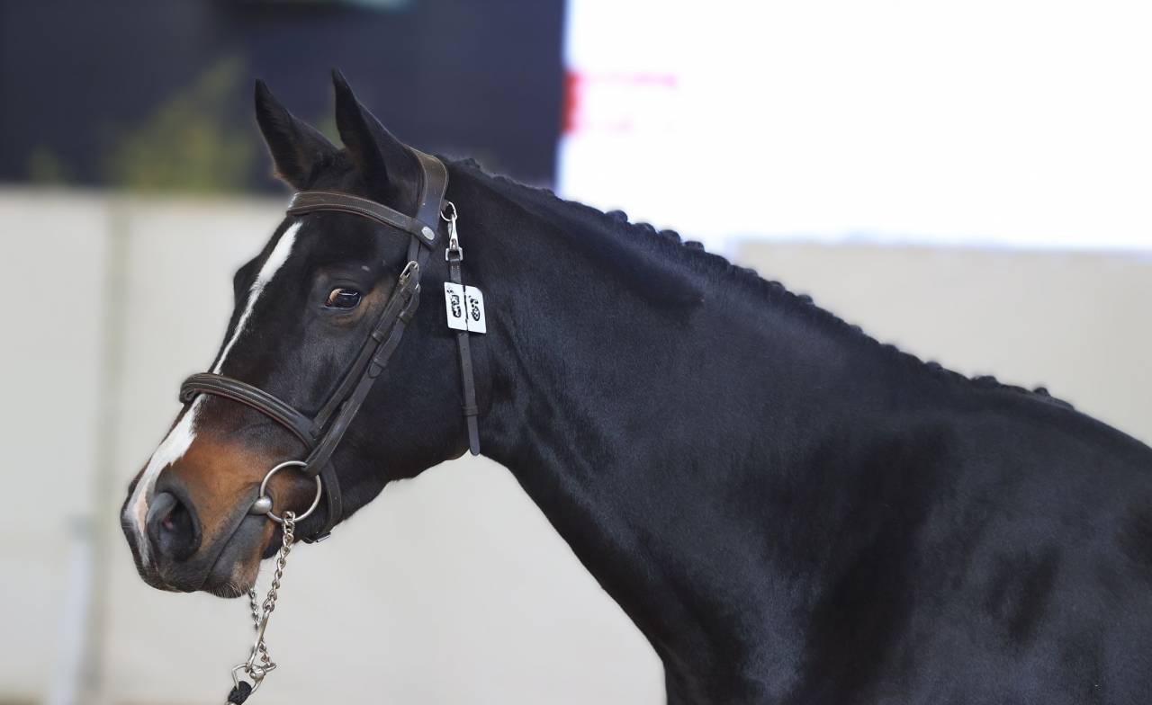 Mare Selle Fran&ccedil;ais For sale 2022 Dark Bay