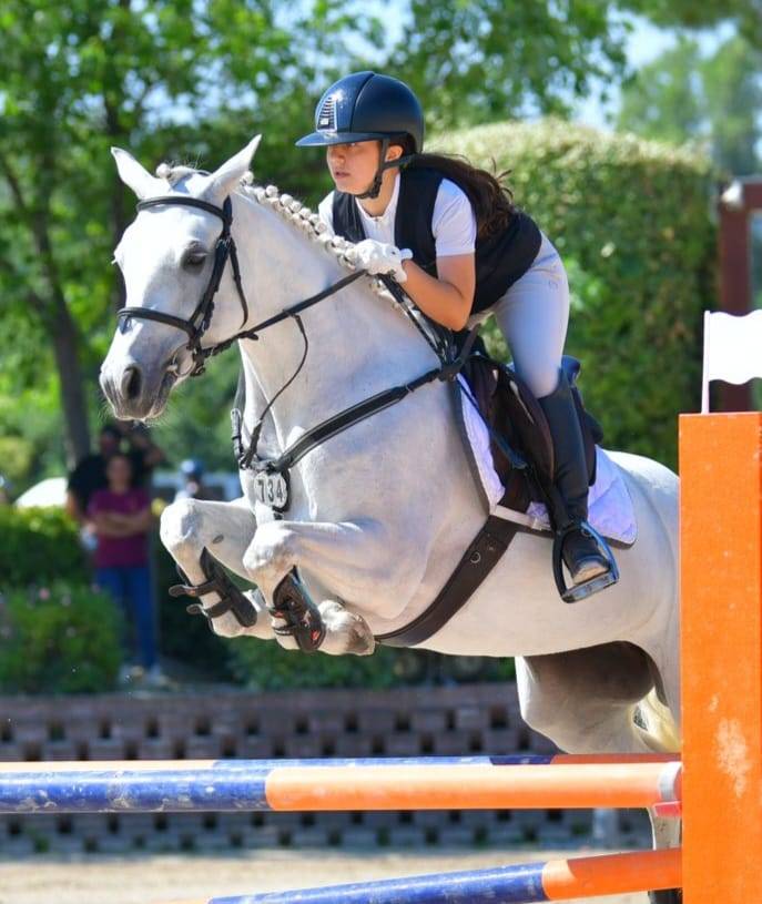 Mare Connemara For sale 2018 Grey