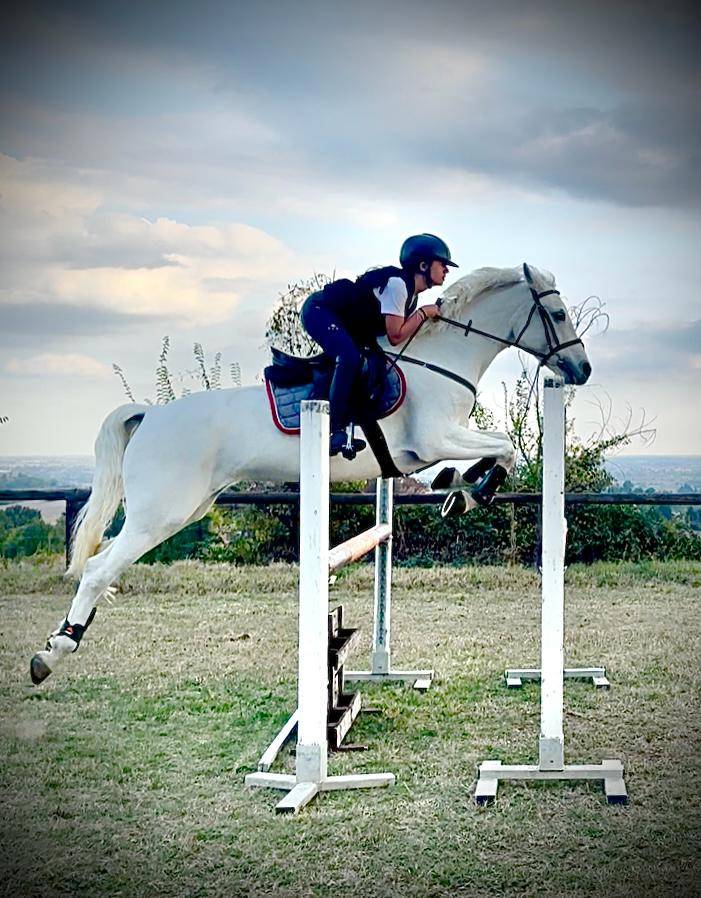 Mare Connemara For sale 2018 Grey