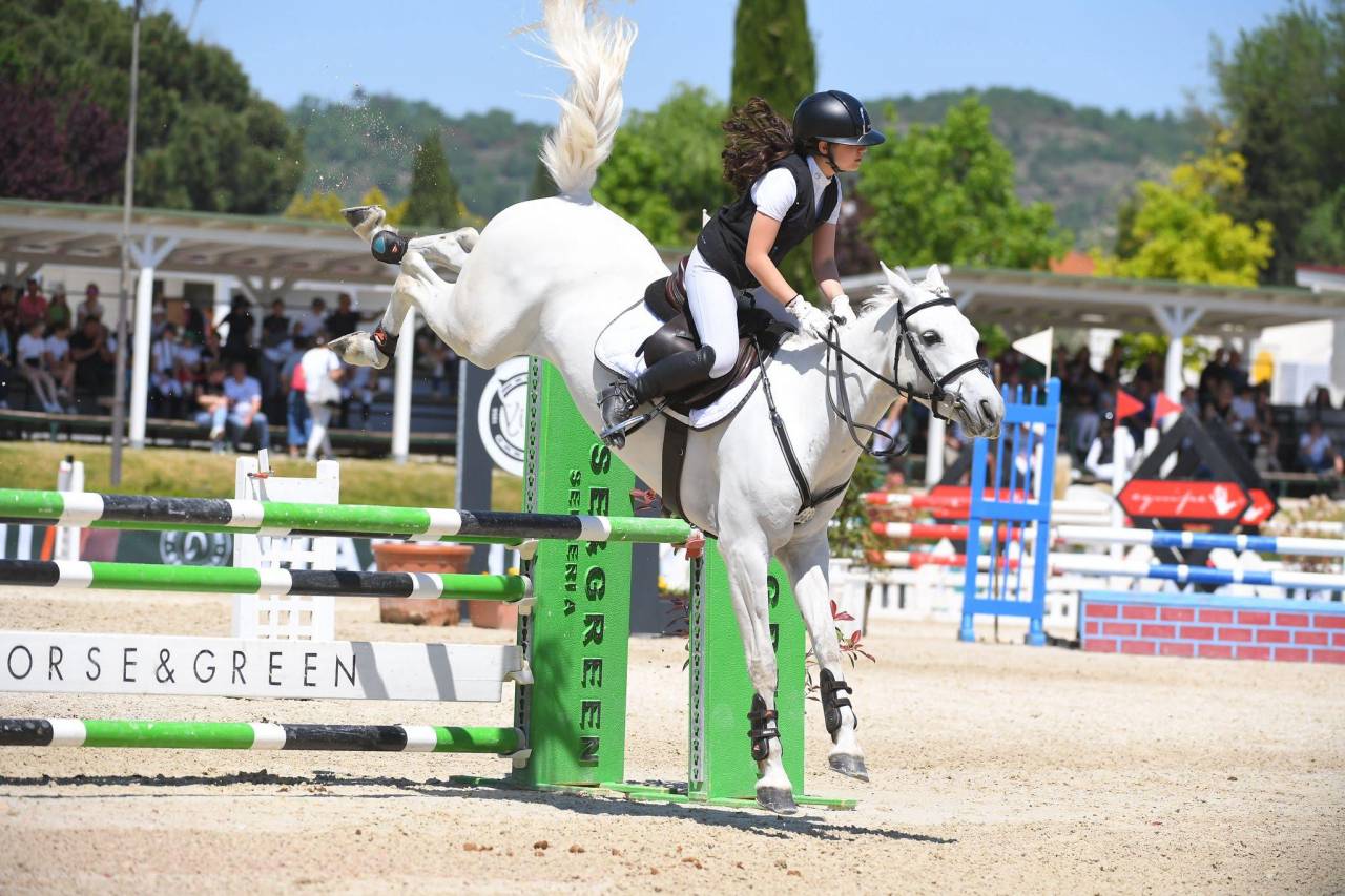 Mare Connemara For sale 2018 Grey