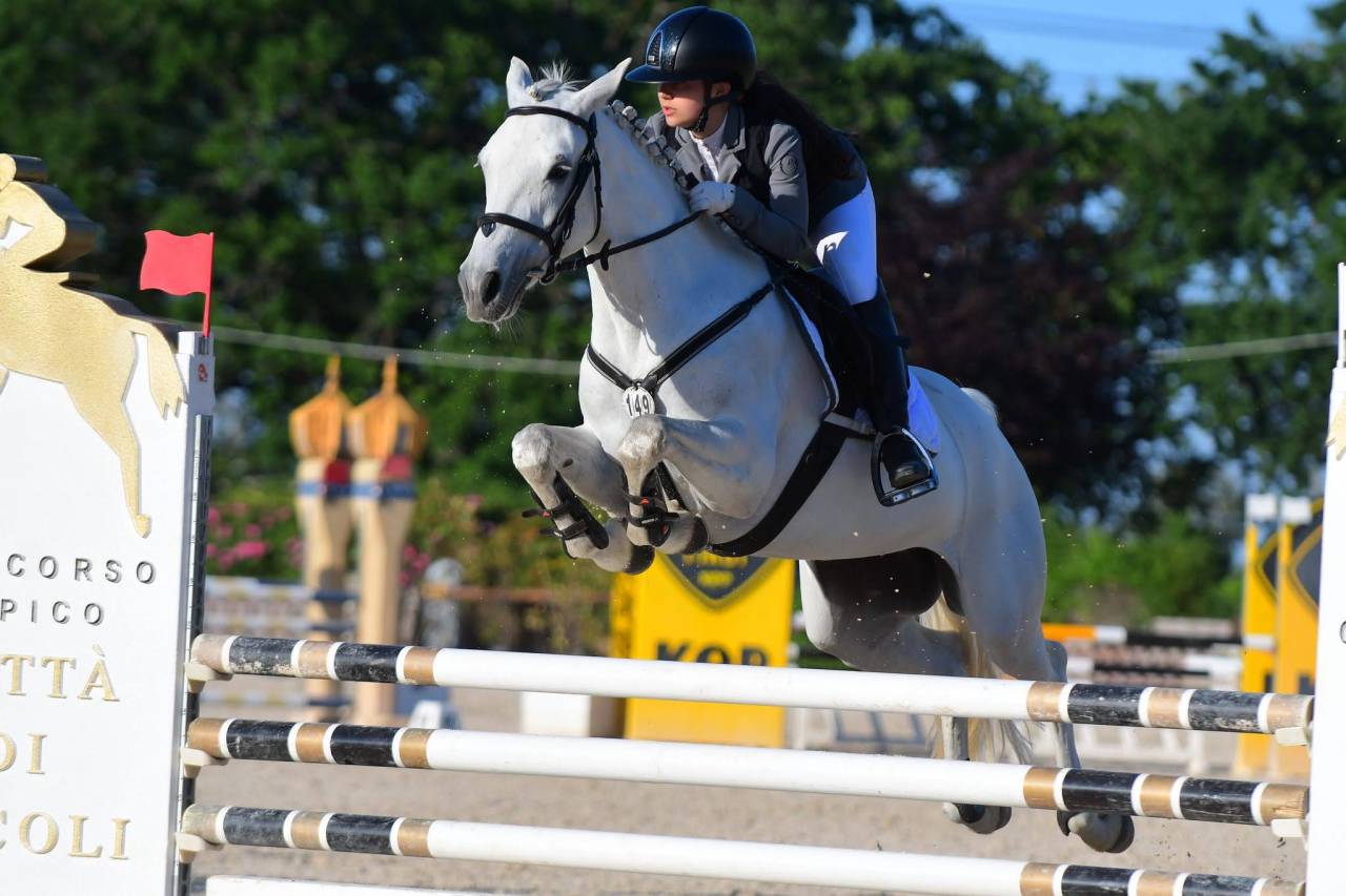 Mare Connemara For sale 2018 Grey