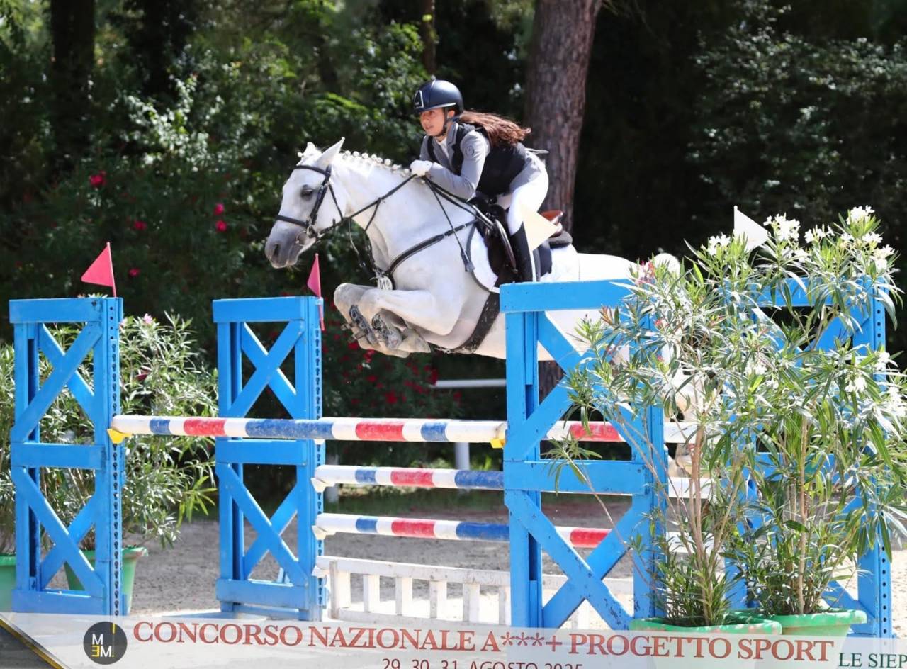 Mare Connemara For sale 2018 Grey