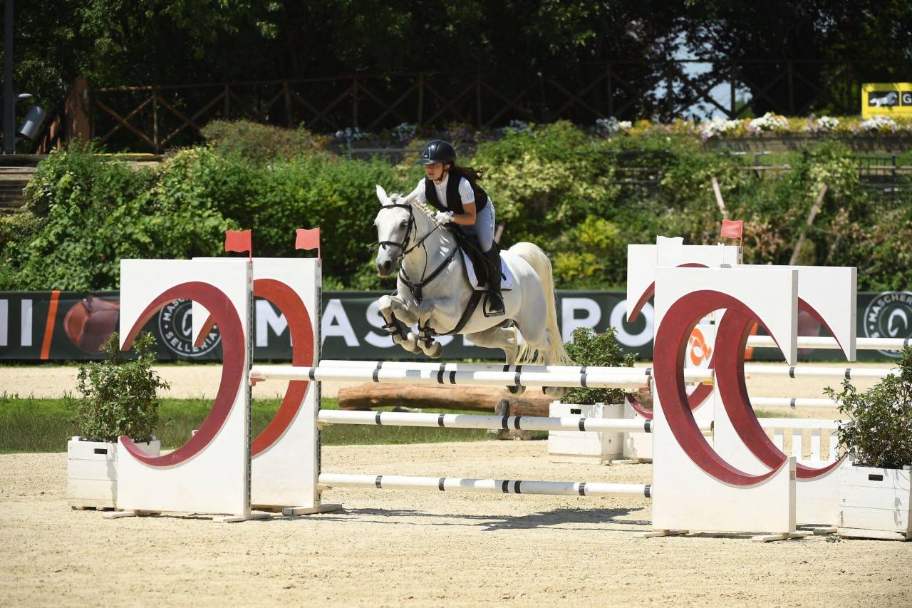 Mare Connemara For sale 2018 Grey