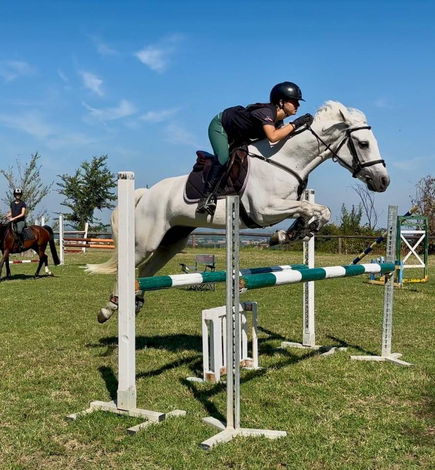 Mare Connemara For sale 2018 Grey