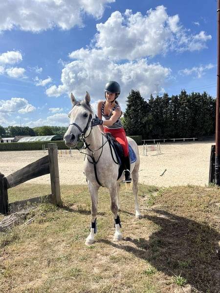 Gelding Other Pony Breed For sale 2020 Grey