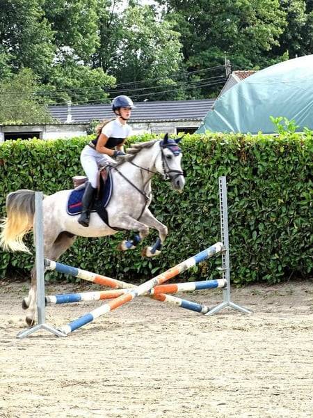 Gelding Other Pony Breed For sale 2020 Grey