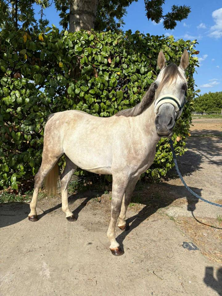Gelding Other Pony Breed For sale 2020 Grey
