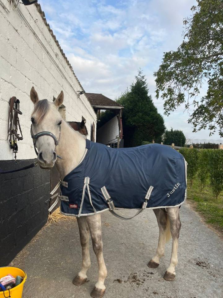 Gelding Other Pony Breed For sale 2020 Grey