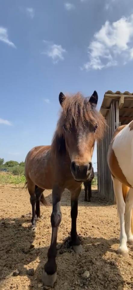 Entire Welsh Pony (Section B) For sale 2019 Grey