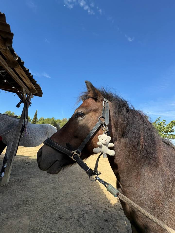 Entire Welsh Pony (Section B) For sale 2019 Grey