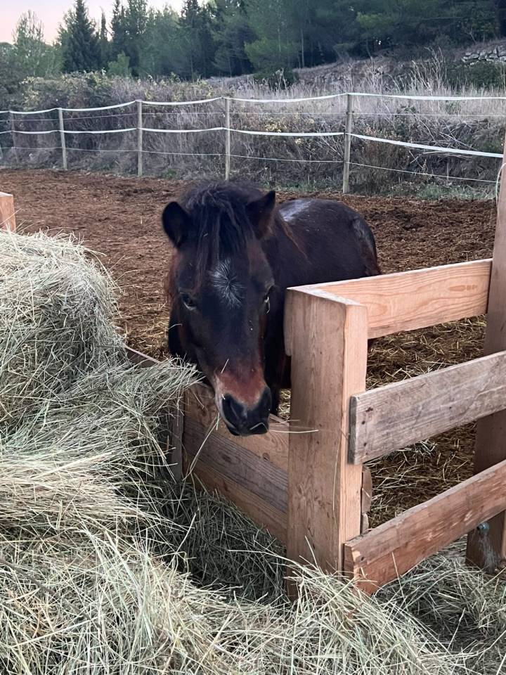 Entire Welsh Pony (Section B) For sale 2019 Grey