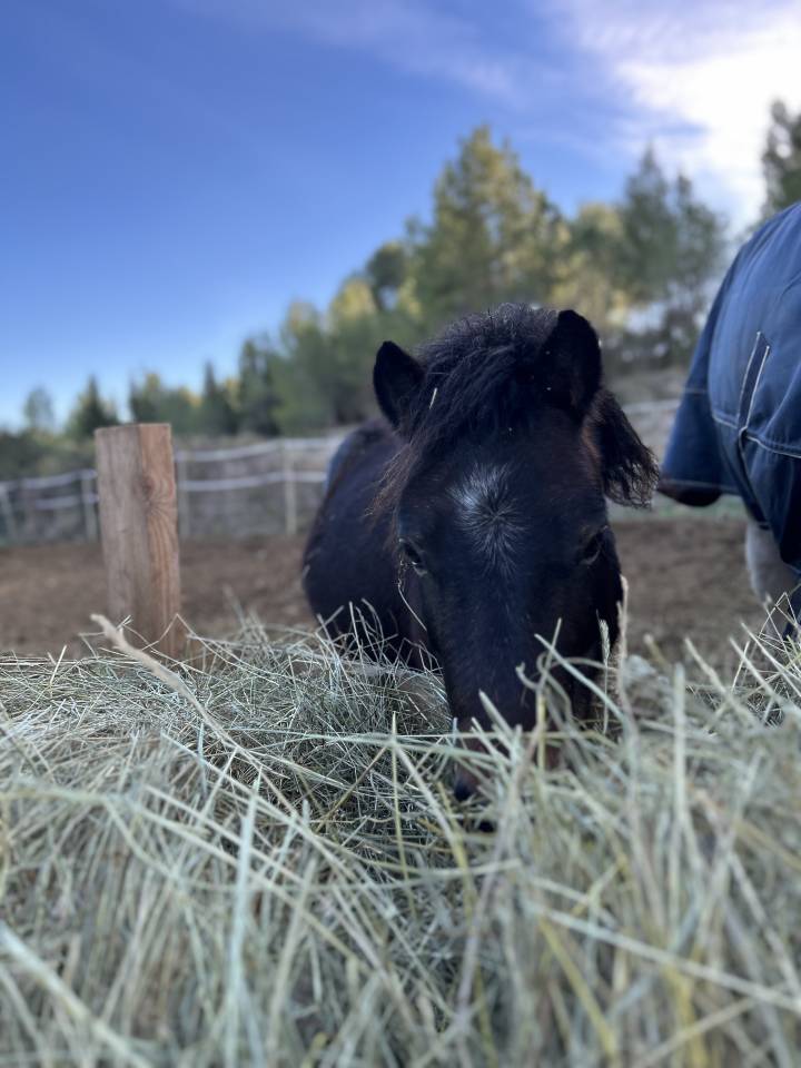 Entire Welsh Pony (Section B) For sale 2019 Grey