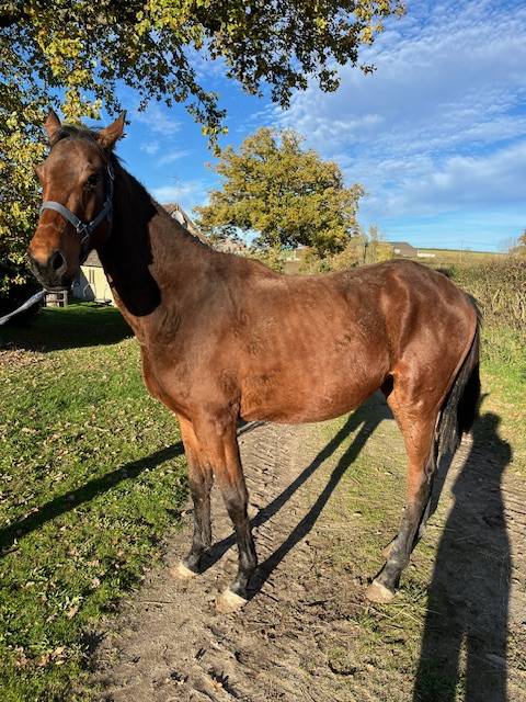 Gelding Selle Fran&ccedil;ais For sale 2023 Bay