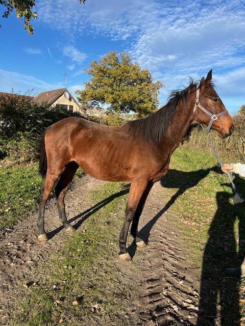Gelding Selle Fran&ccedil;ais For sale 2023 Bay